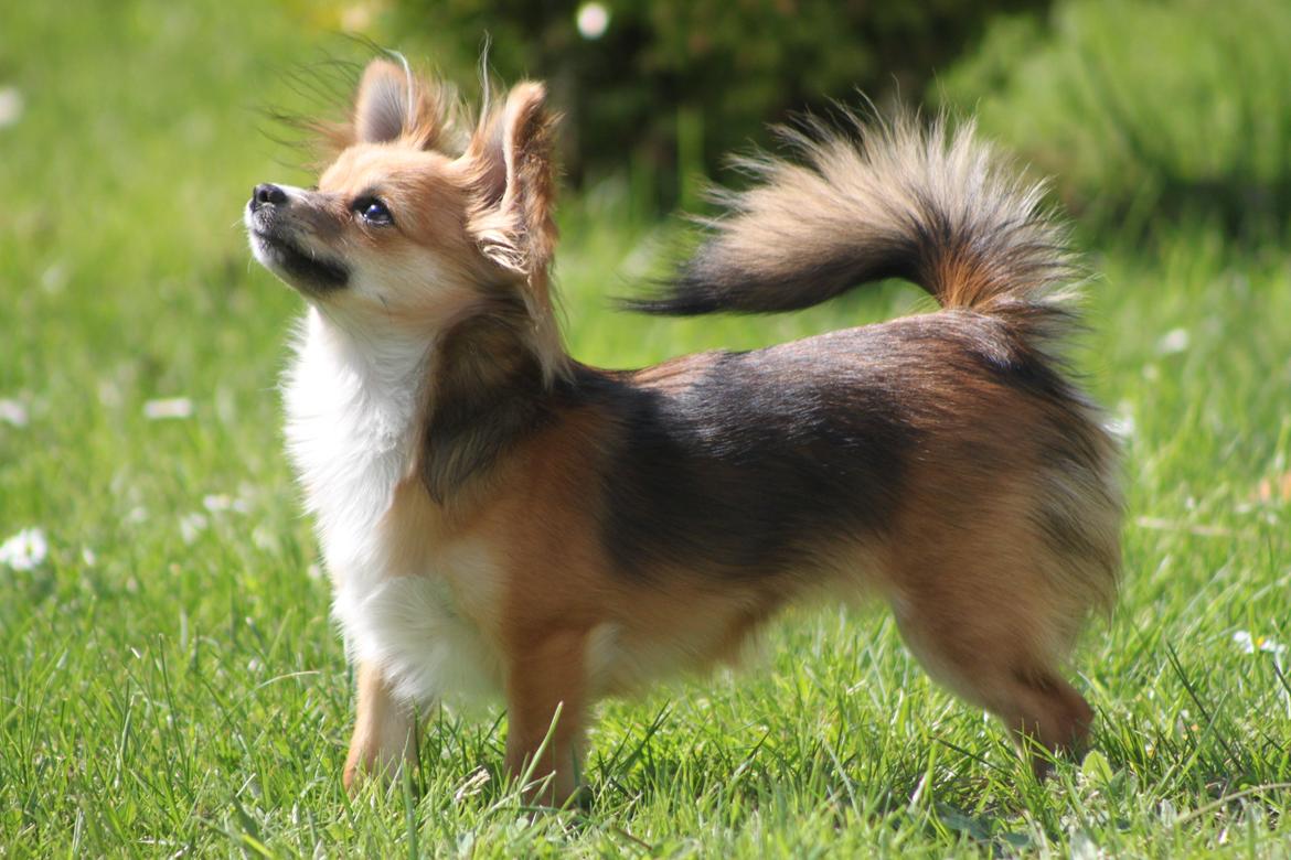 Blanding af racer Luna - smukke Luna - maj 2013 billede 26