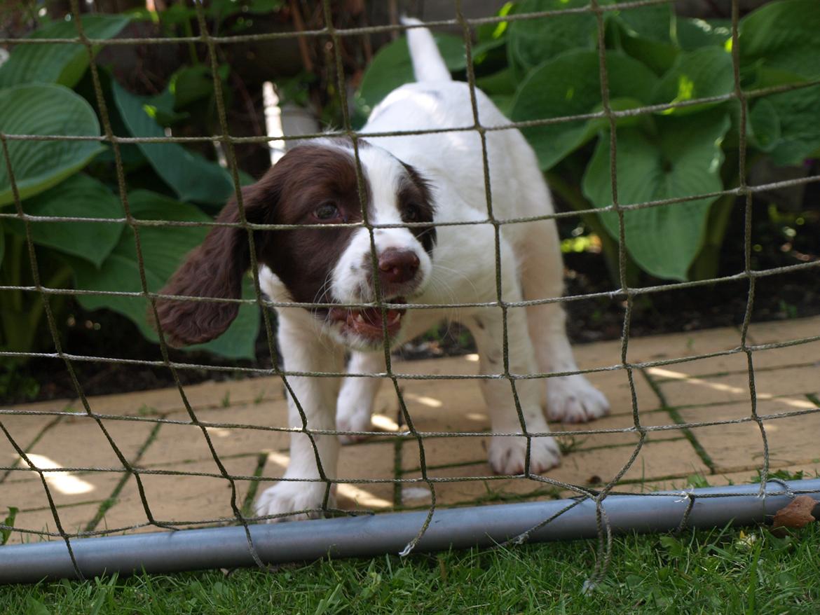 Field Trial spaniel Roxy billede 16