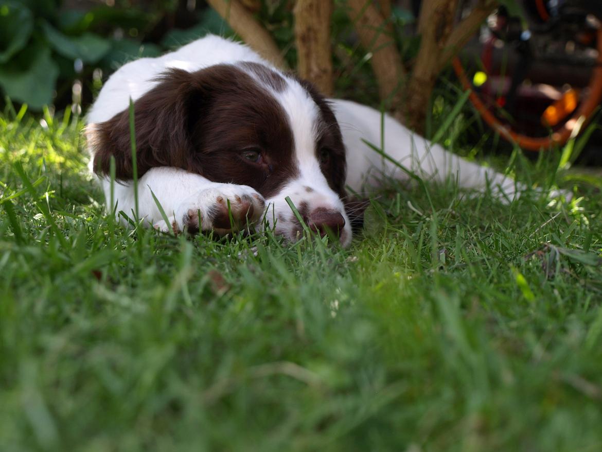 Field Trial spaniel Roxy billede 17