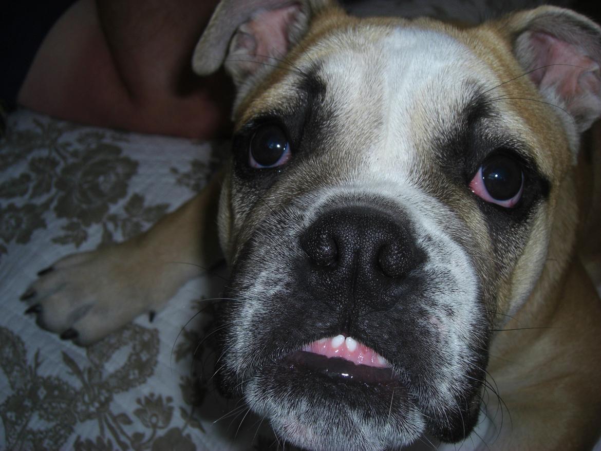 Engelsk bulldog Otto - Se mit lille fine underbid... billede 4