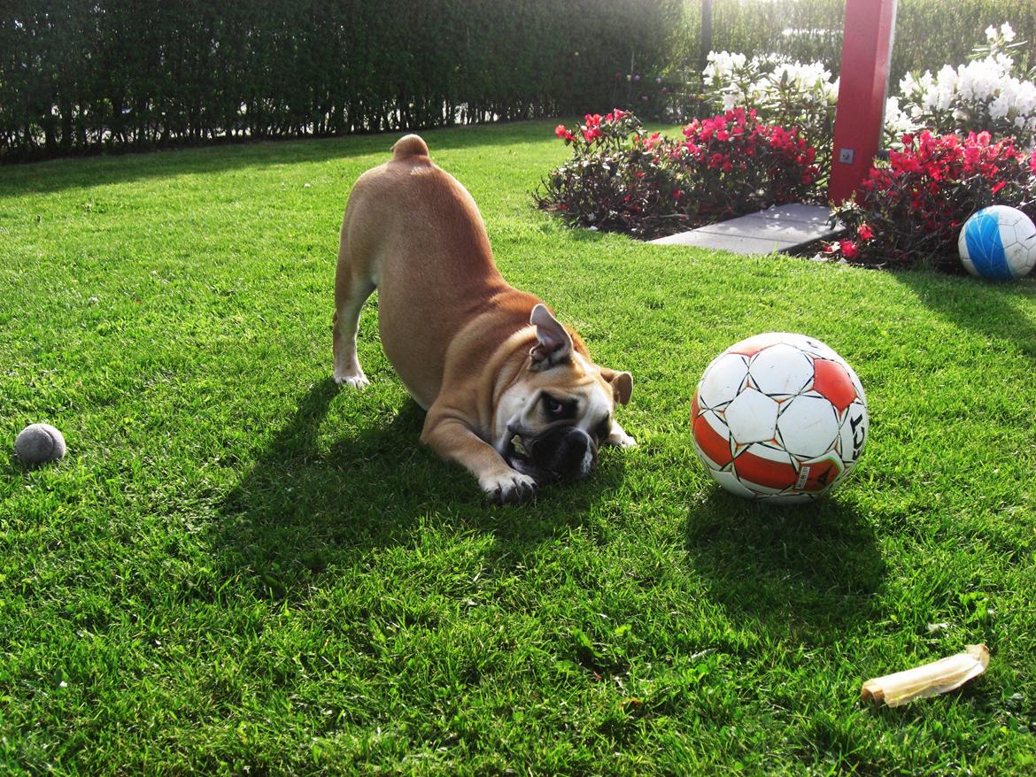 Engelsk bulldog Otto billede 5