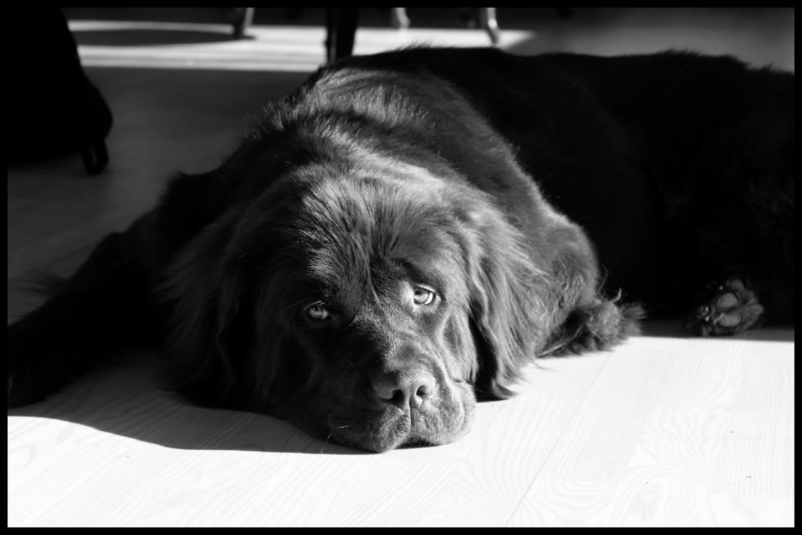 Newfoundlænder Alma - Planlægger sin næste geni-streg. :o) billede 6