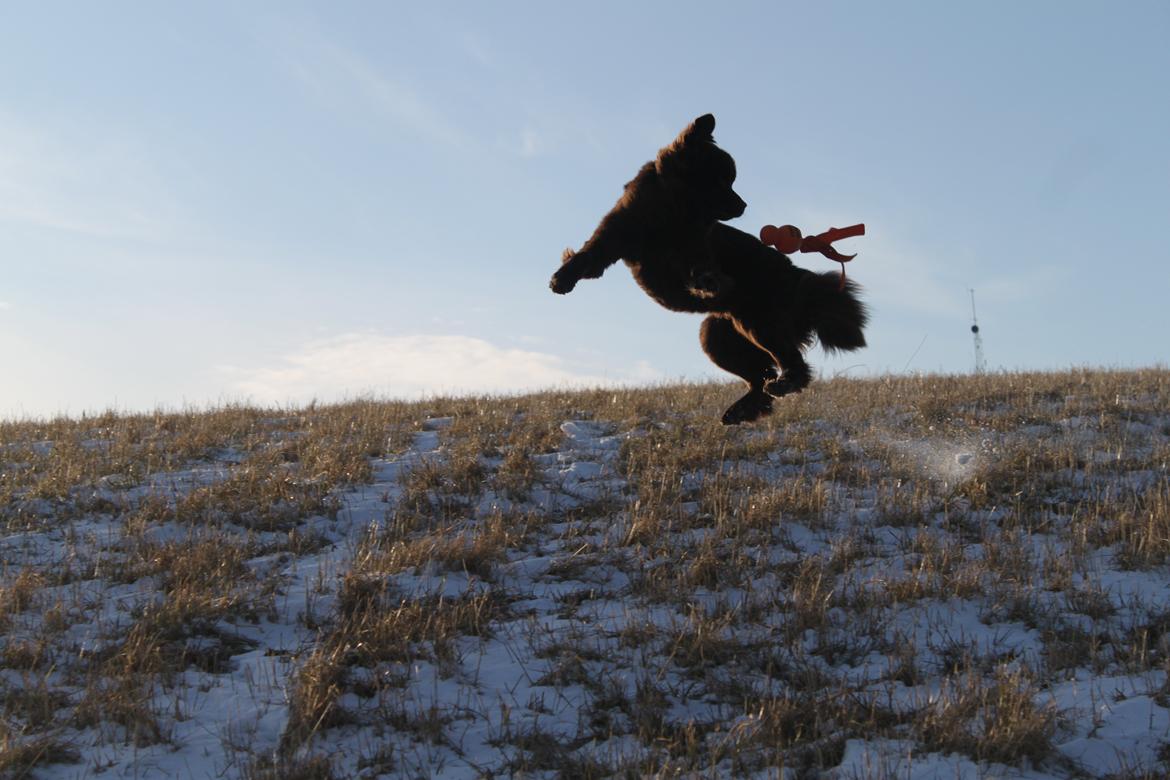 Newfoundlænder Alma billede 24