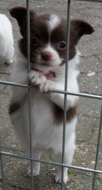 Chihuahua Malou billede 1