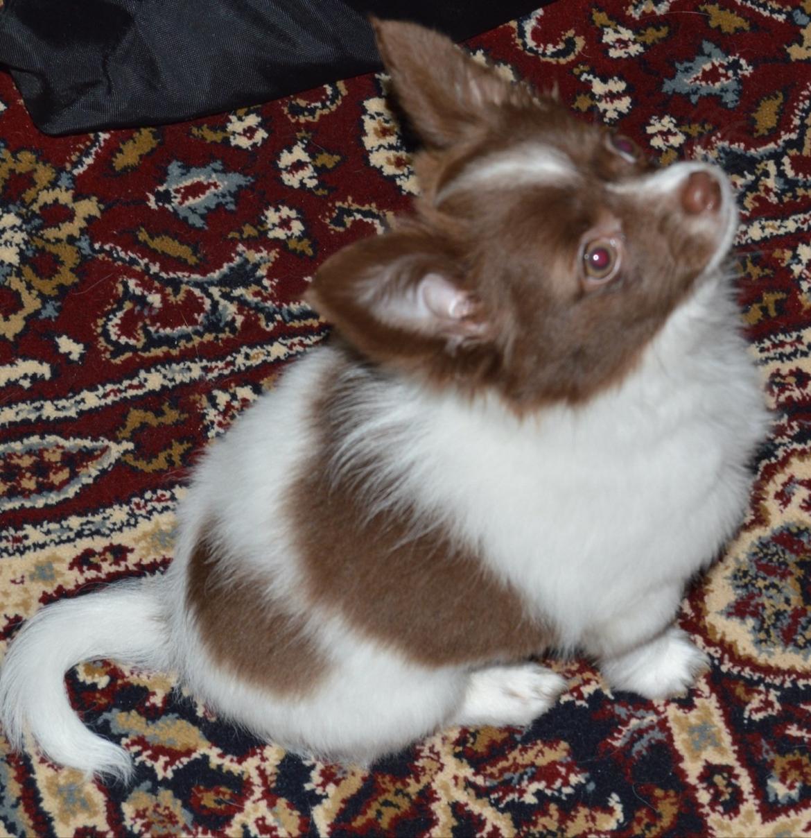 Chihuahua Malou billede 3