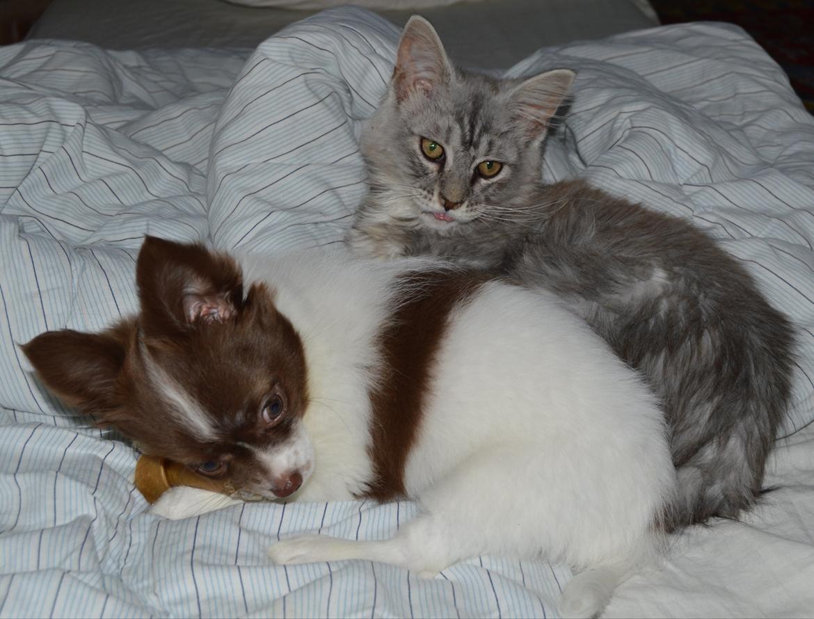 Chihuahua Malou billede 4