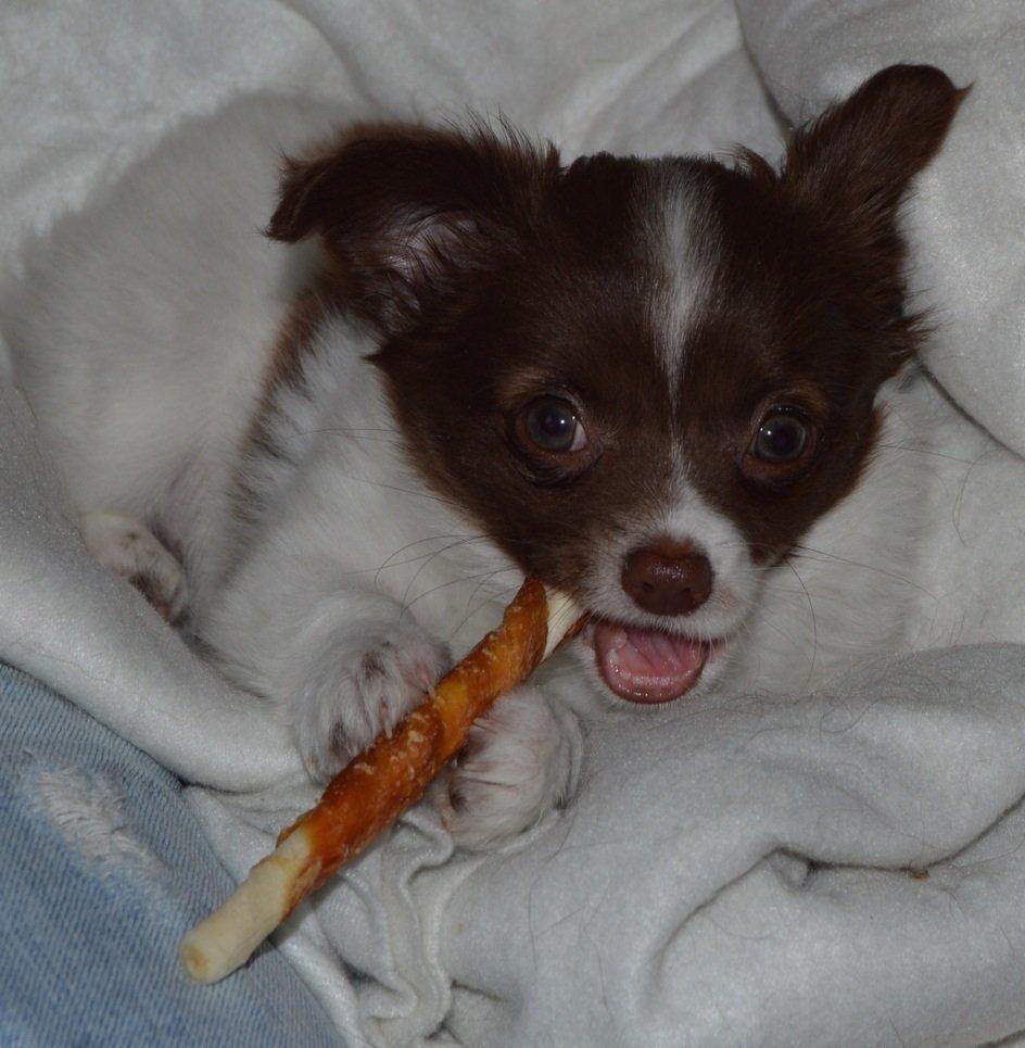 Chihuahua Malou billede 5