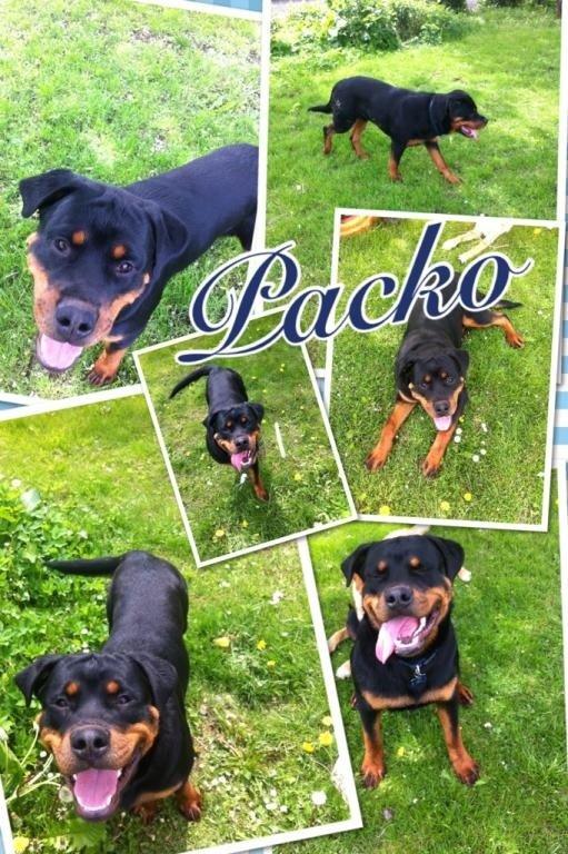 Rottweiler Packo billede 1