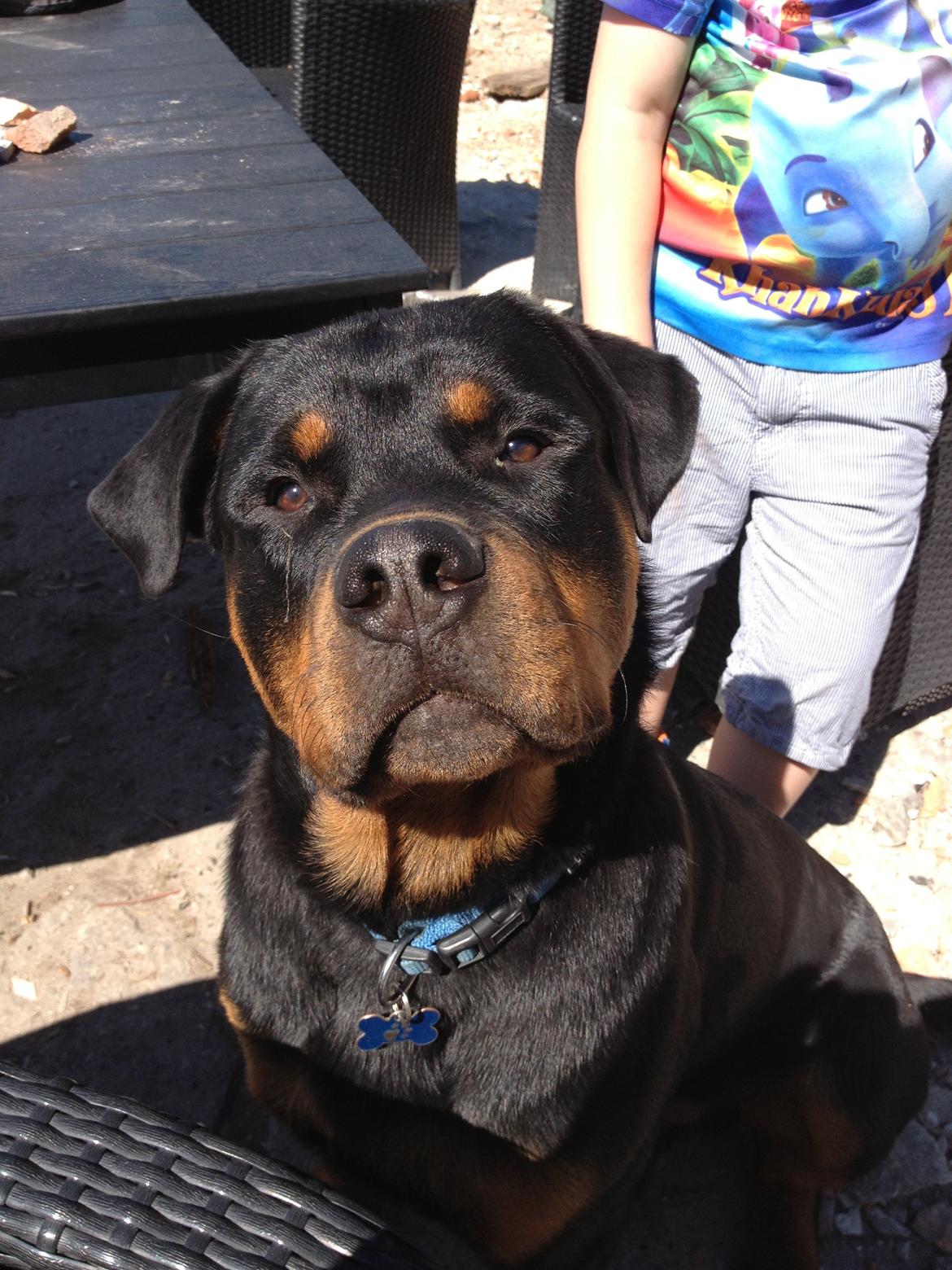 Rottweiler Packo billede 2