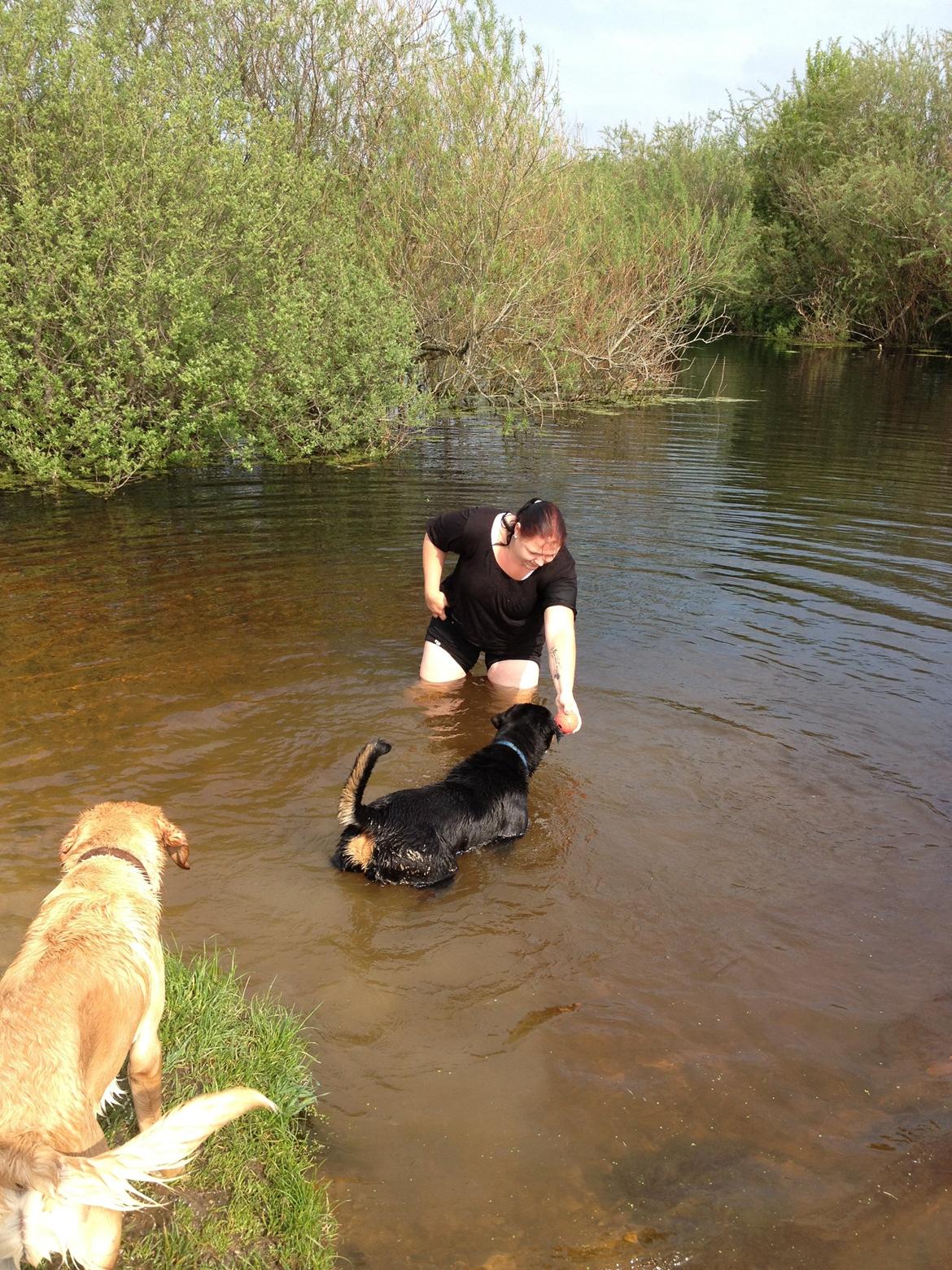 Rottweiler Packo billede 3