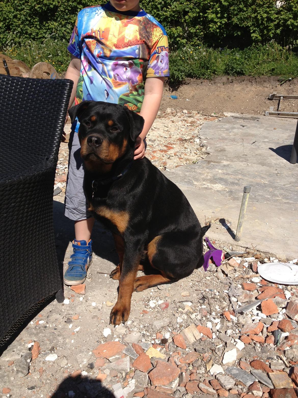 Rottweiler Packo billede 5