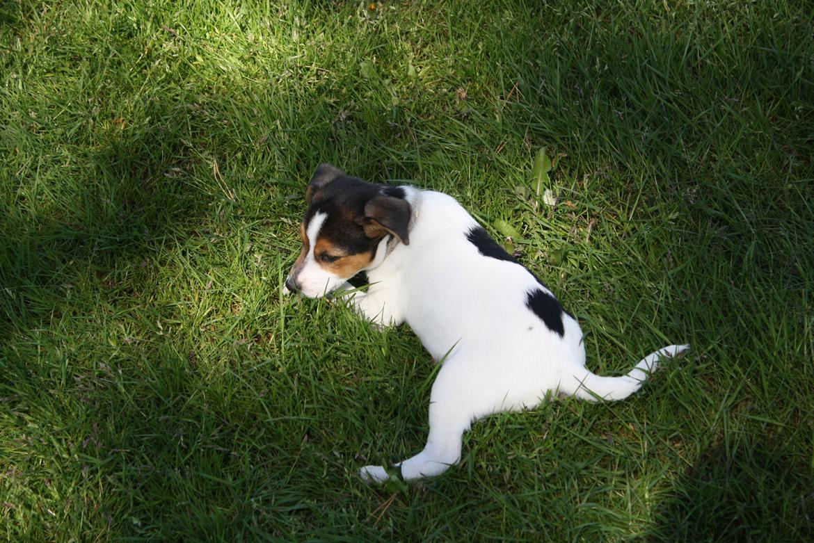 Dansk svensk gaardhund Milo - Jeg tager lige en lur billede 5