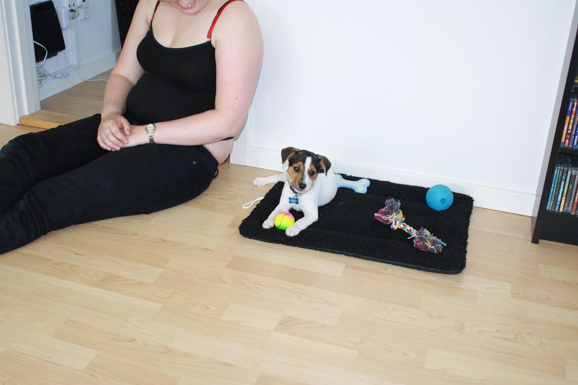 Dansk svensk gaardhund Milo - Mit lege tæppe med alt mit legetøj..  billede 6