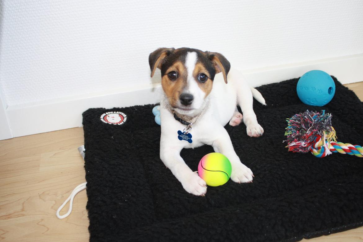 Dansk svensk gaardhund Milo - Hey, jeg har ikk gjort noget. billede 7