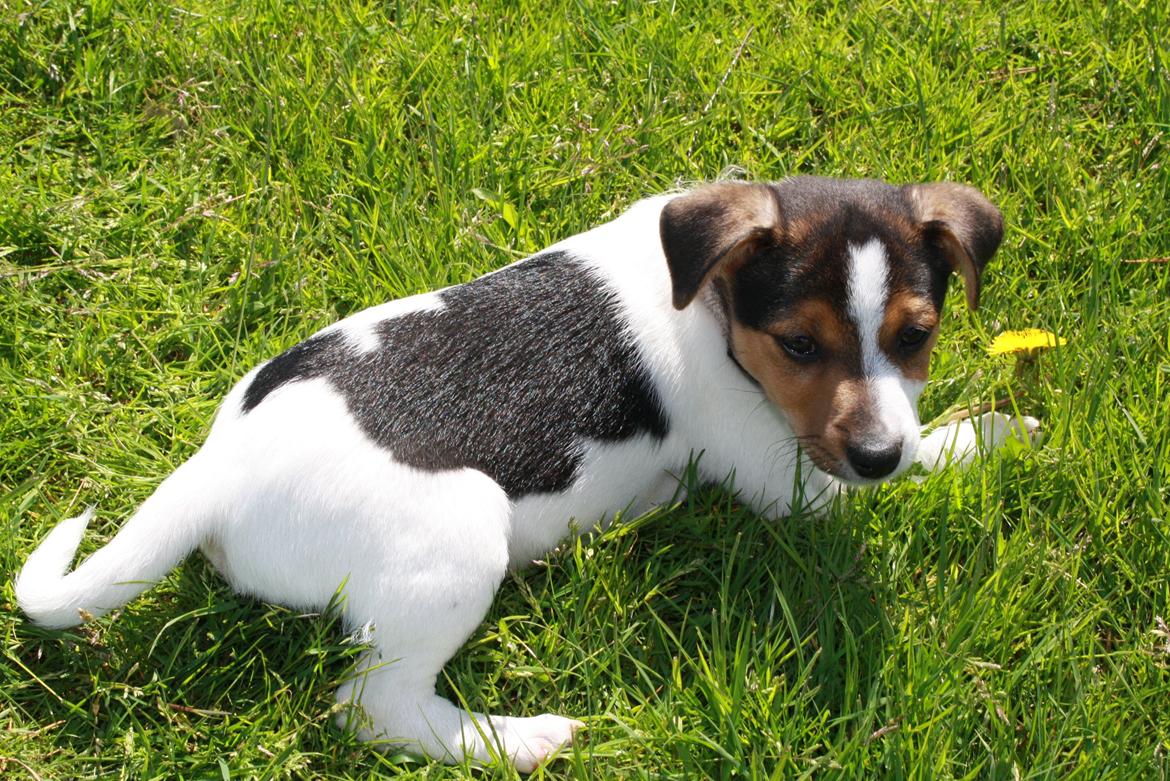 Dansk svensk gaardhund Milo billede 3