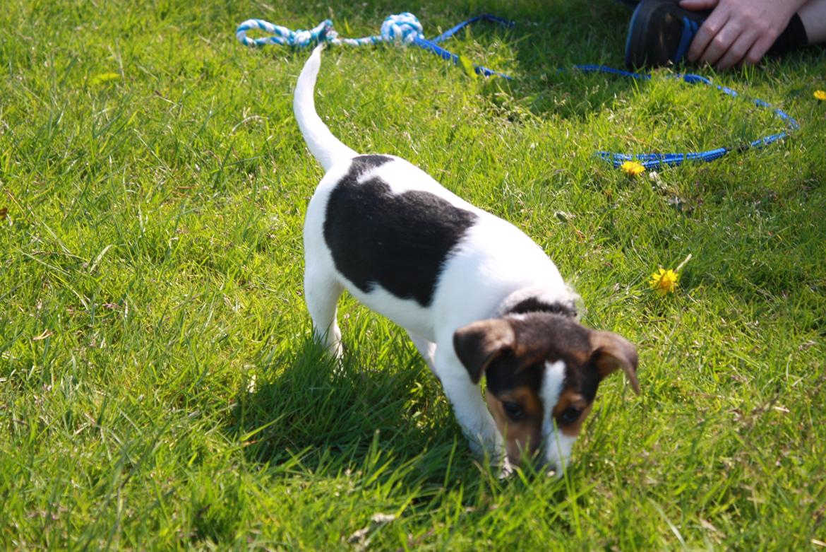 Dansk svensk gaardhund Milo - Snuse snuse snuse billede 8