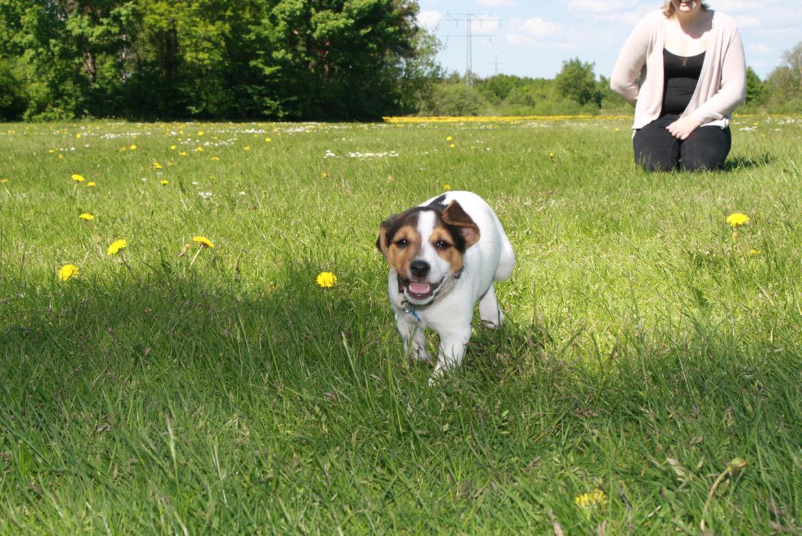 Dansk svensk gaardhund Milo - wee jeg løber billede 9