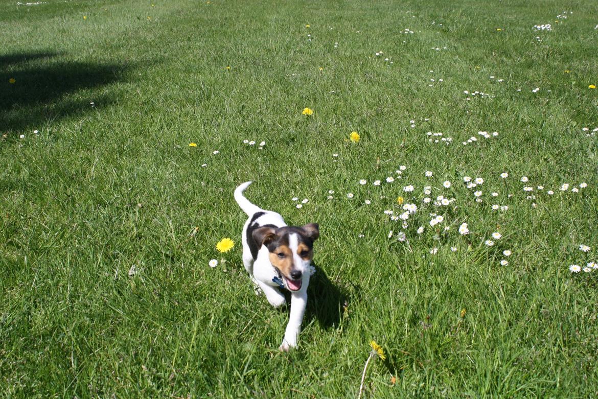 Dansk svensk gaardhund Milo billede 10
