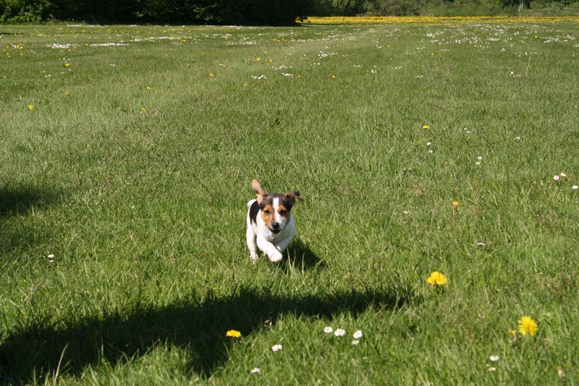 Dansk svensk gaardhund Milo billede 11