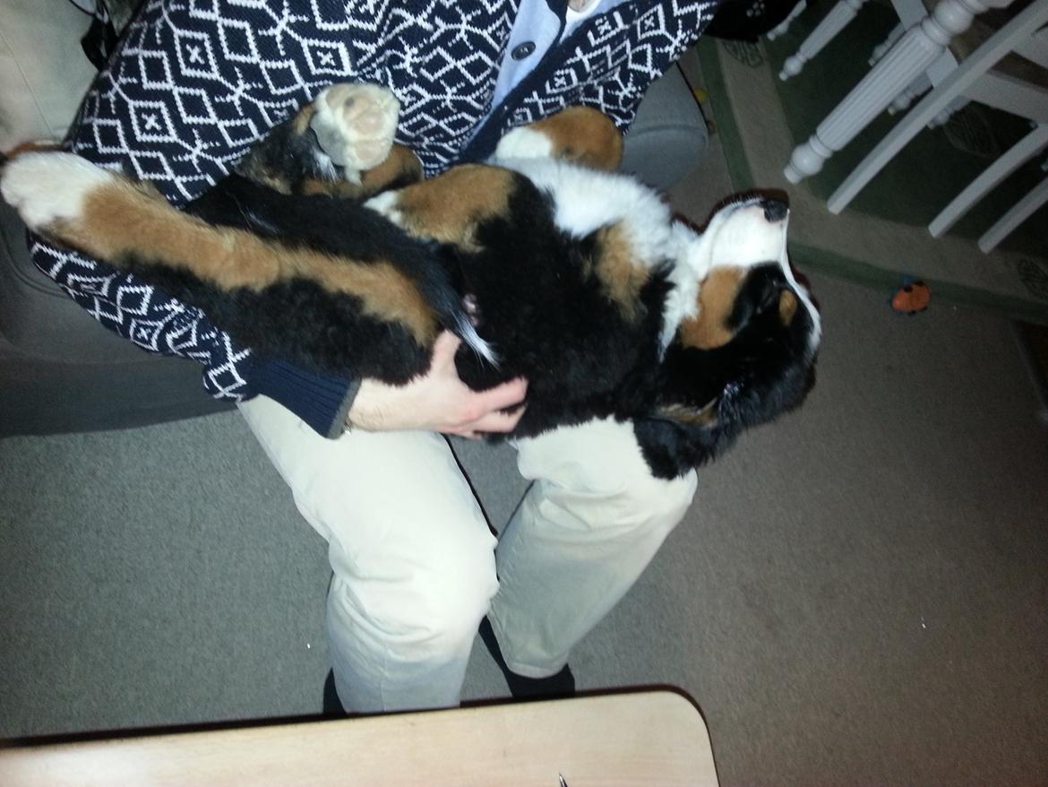 Berner sennenhund Brogårds Daisy(Freja i daglig tale) billede 11