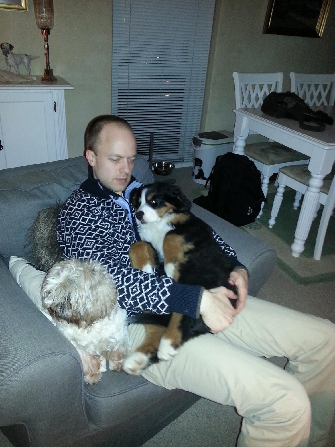 Berner sennenhund Brogårds Daisy(Freja i daglig tale) billede 12