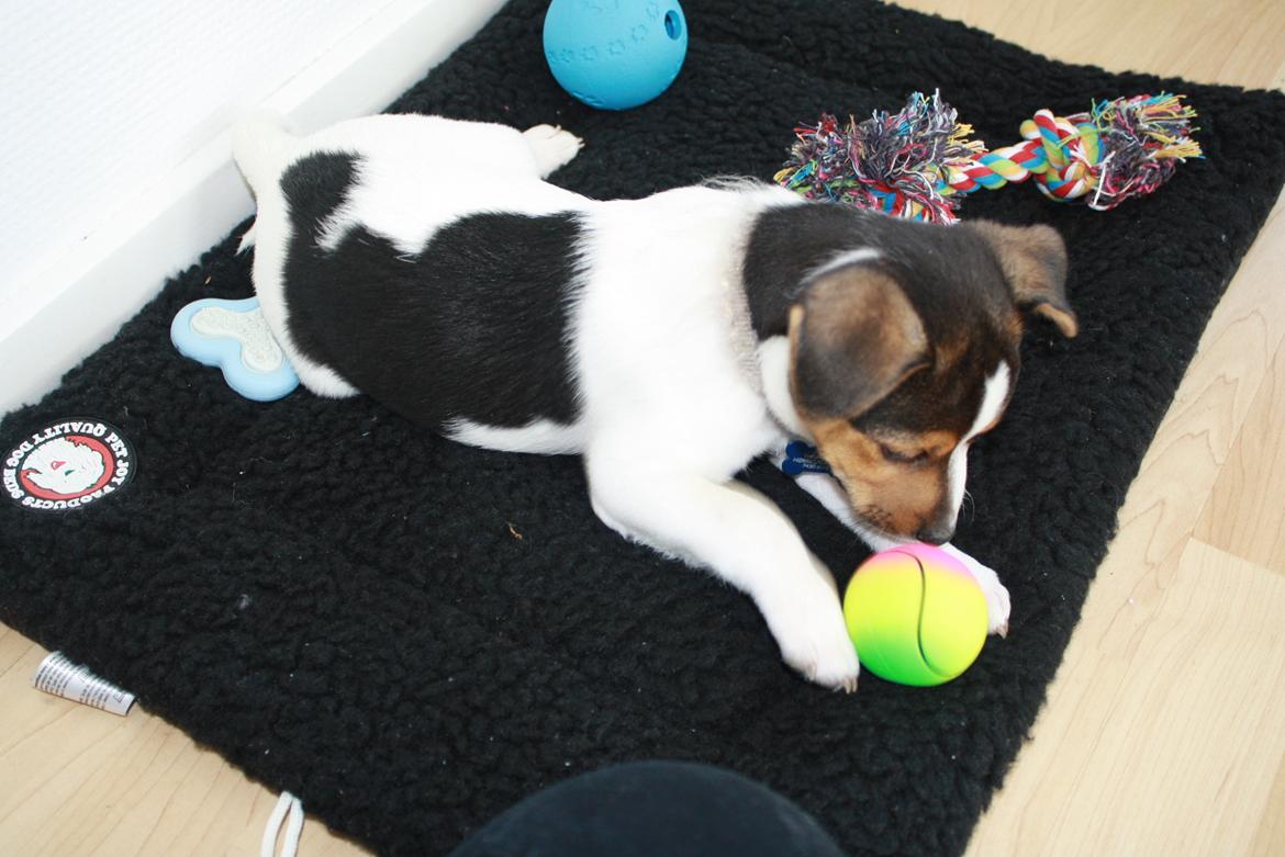 Dansk svensk gaardhund Milo - mit lege tæppe billede 12