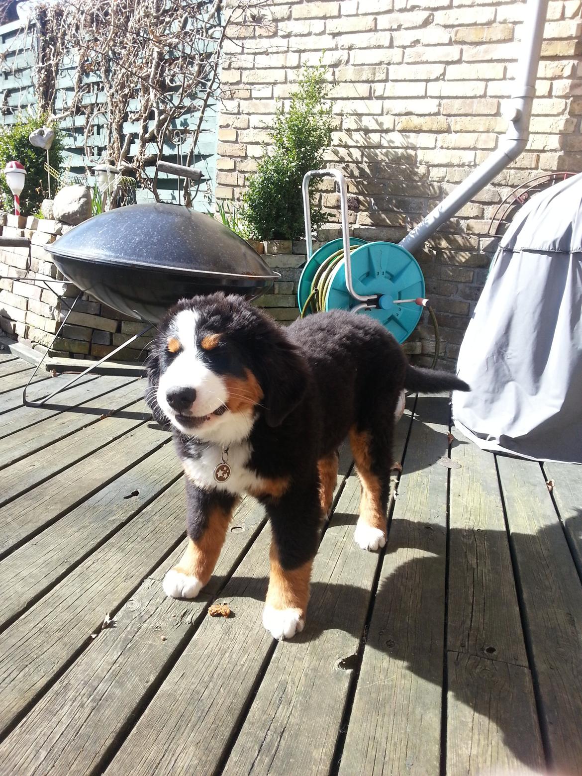 Berner sennenhund Brogårds Daisy(Freja i daglig tale) billede 13