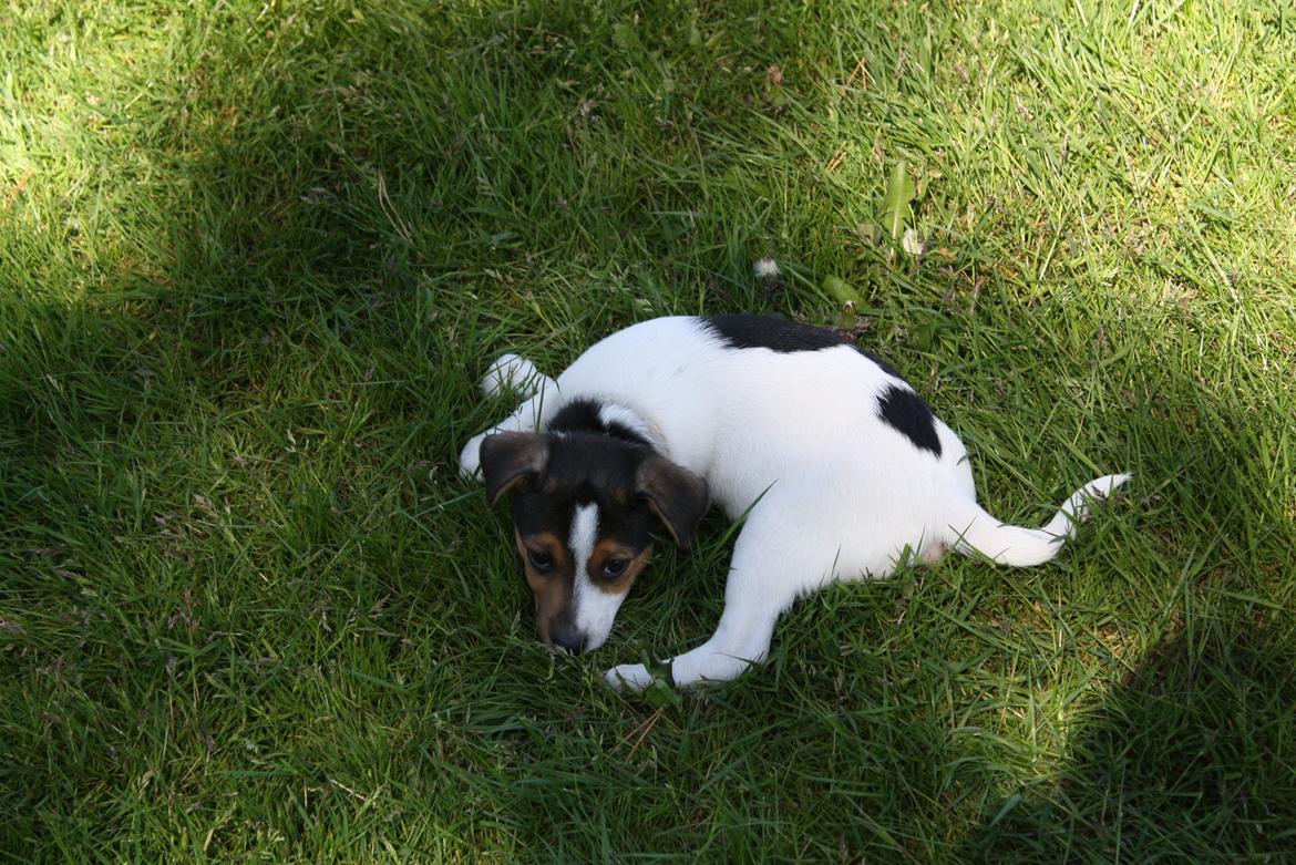 Dansk svensk gaardhund Milo billede 13