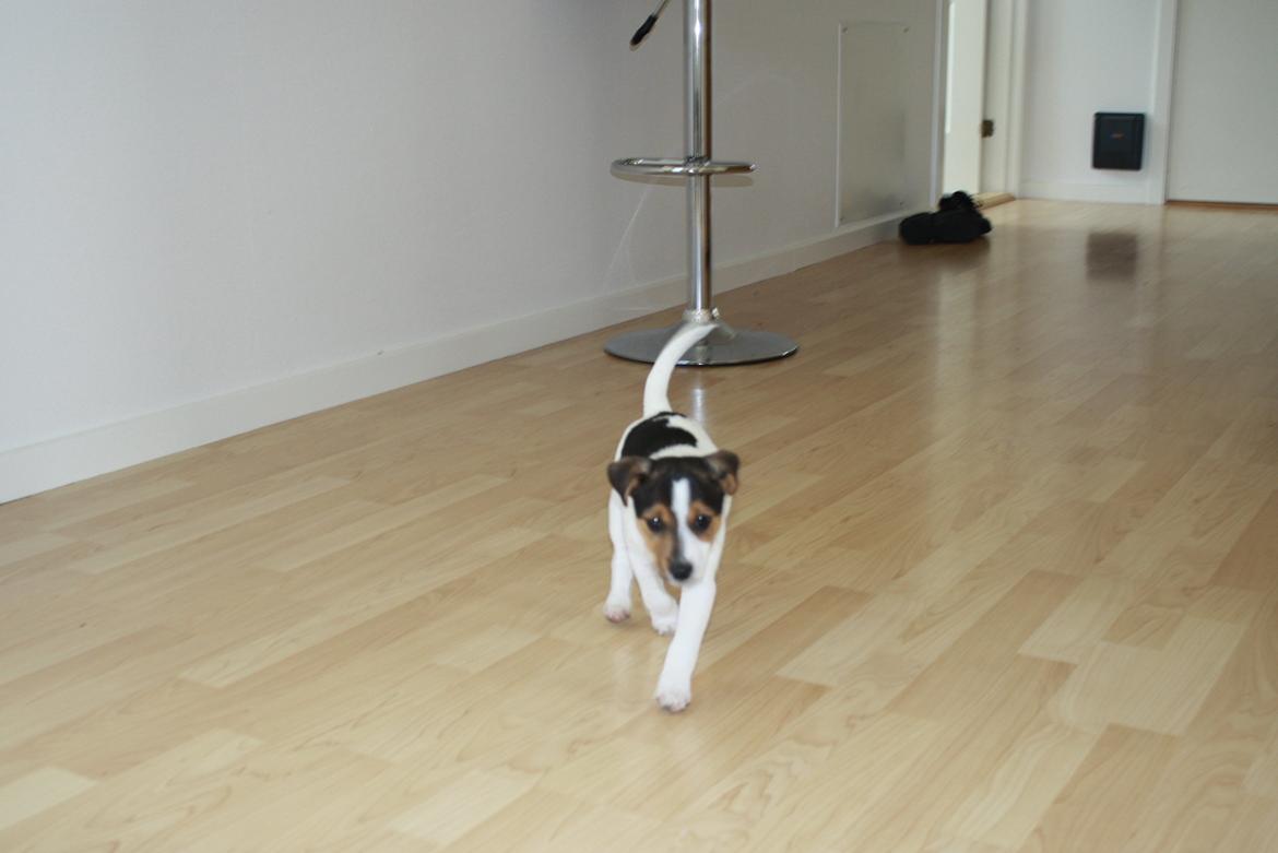 Dansk svensk gaardhund Milo - Jeg er på jagt efter noget at lege med.  billede 14