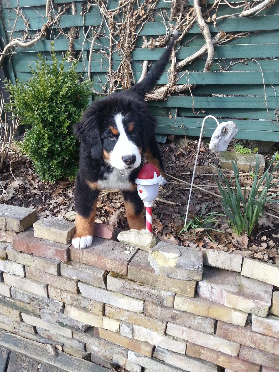 Berner sennenhund Brogårds Daisy(Freja i daglig tale) billede 14