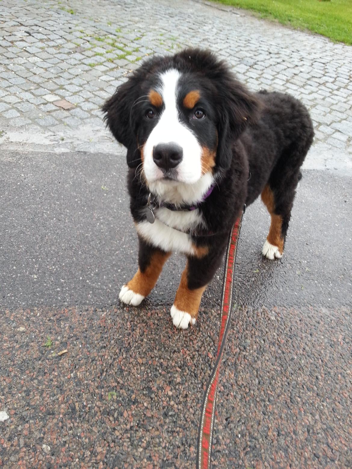 Berner sennenhund Brogårds Daisy(Freja i daglig tale) billede 15