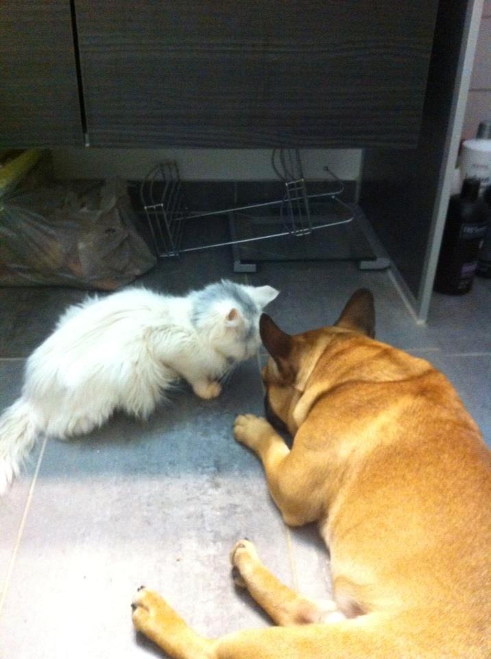 Mops Felix - Siger lige farvel til bedsteven før aflivning
Januar 2013 billede 3