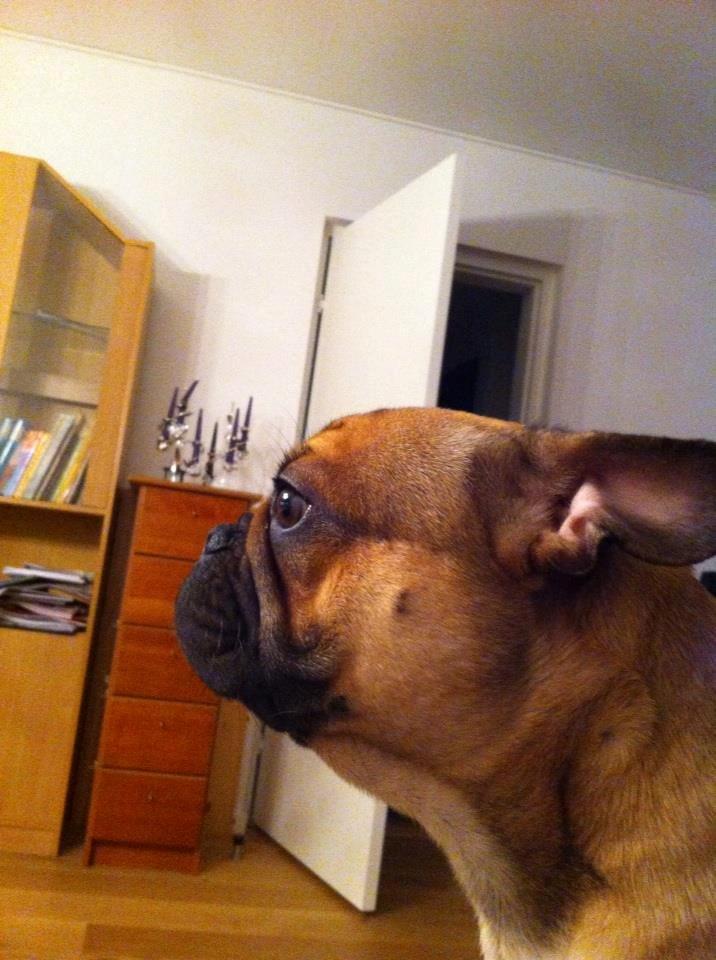 Mops Felix - Hi Baby!<3

Januar 2013 billede 4