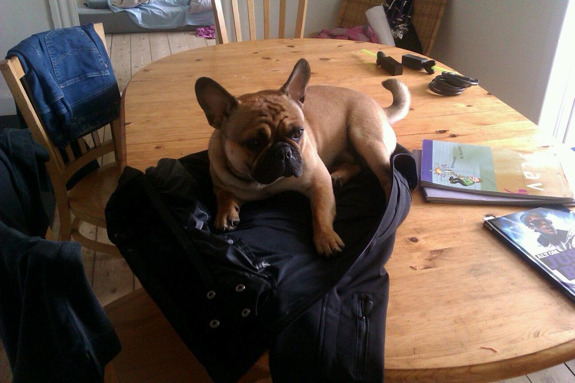 Mops Felix - U-opdragen!
Oktober 2012 billede 5