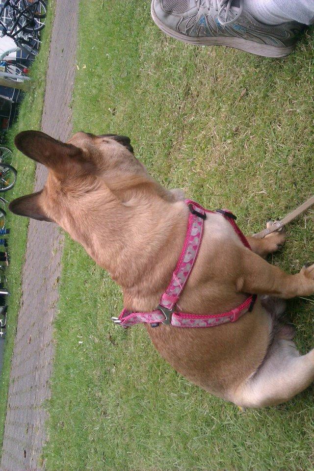 Mops Felix - Jesperhus sommeren 2012 billede 7