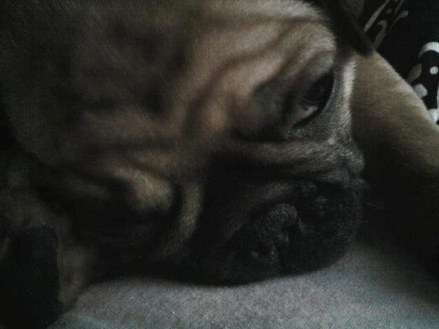 Mops Felix - 9 uger gammel billede 19