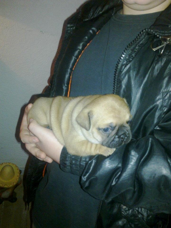 Mops Felix - 5 uger gammel billede 18