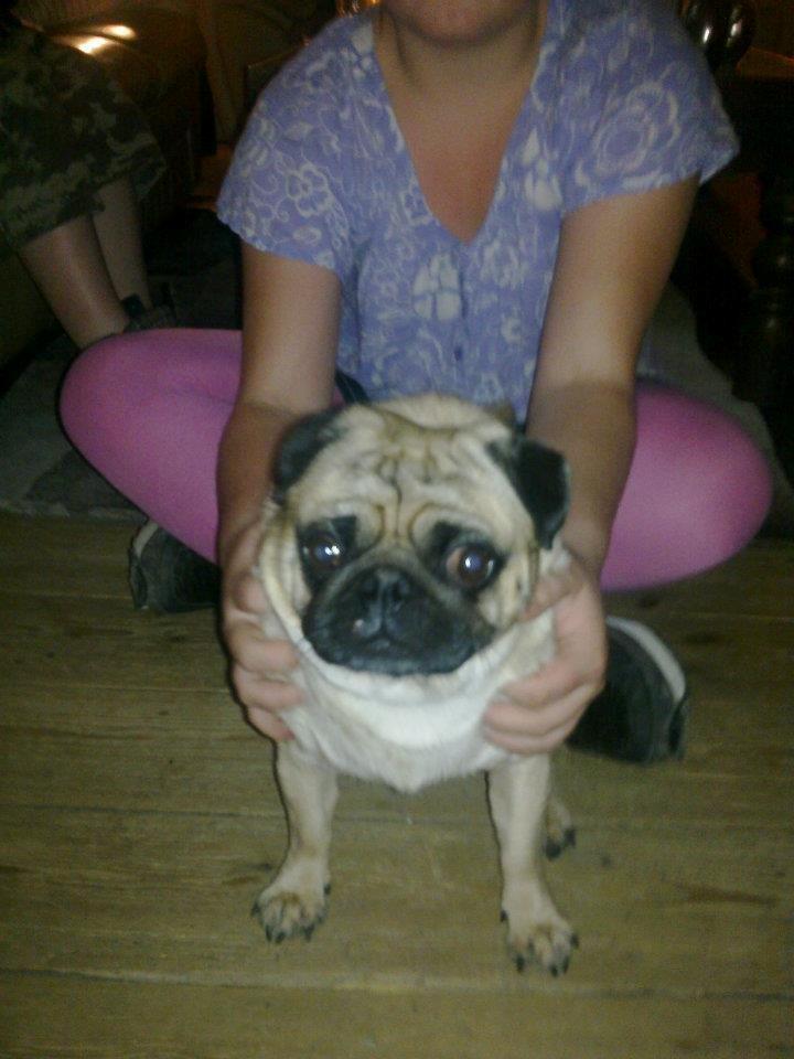 Mops Felix - Oscar - Far billede 10