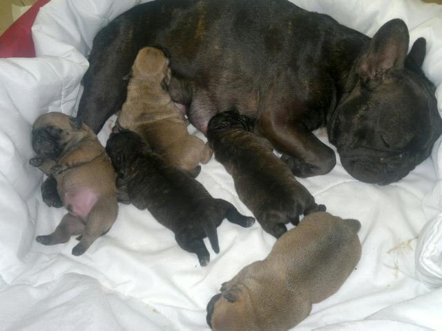 Mops Felix - Olga - Mor billede 11