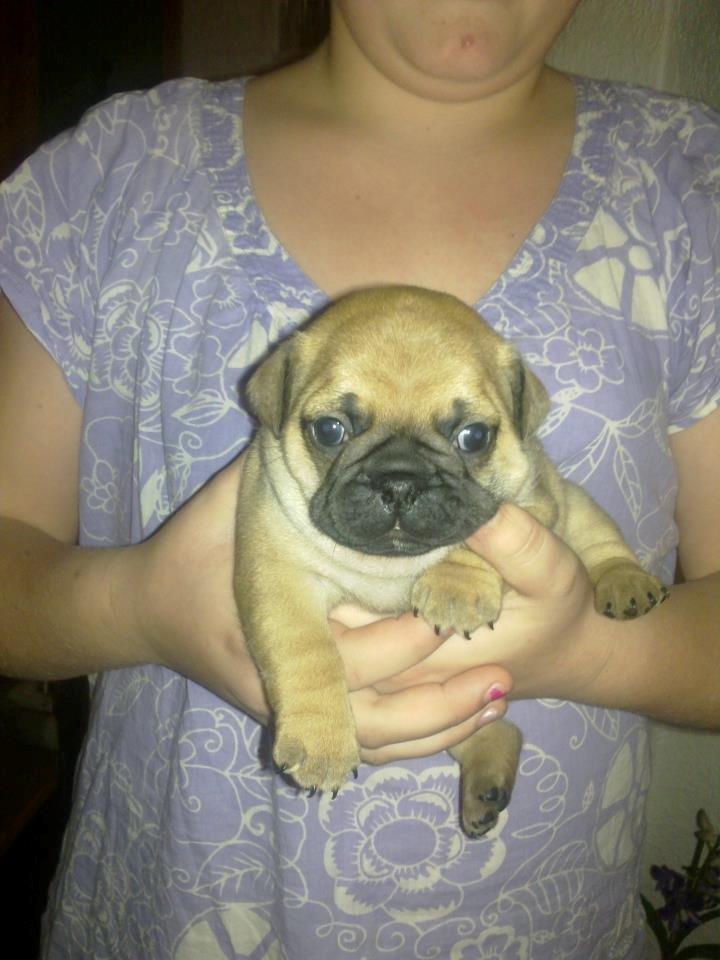 Mops Felix - 5 uger gammel billede 20