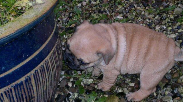 Mops Felix - 6 uger gammel billede 12