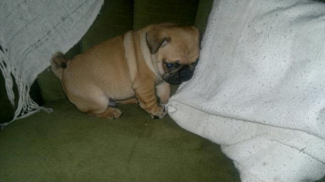 Mops Felix - 6 uger gammel billede 13