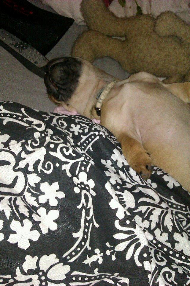 Mops Felix - 10 uger gammel billede 14