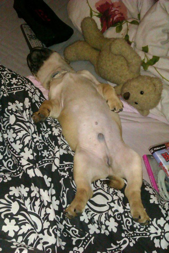 Mops Felix - 10 uger gammel billede 15