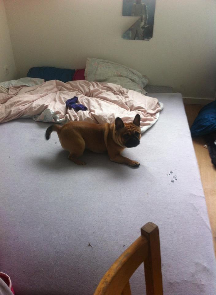 Mops Felix - 26-05-2013
 billede 6