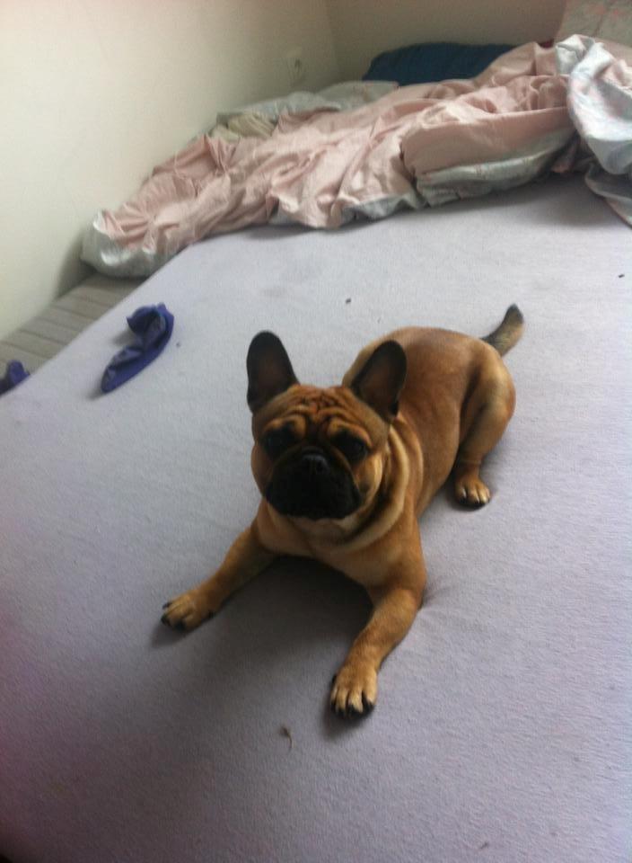 Mops Felix - 26-05-2013 billede 16