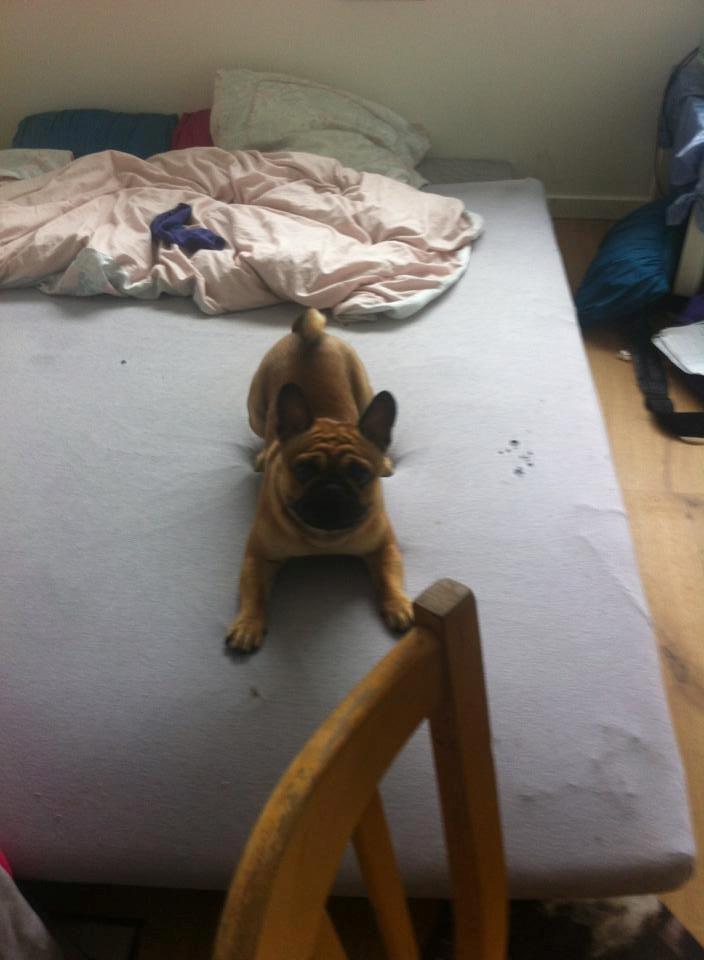 Mops Felix - Velkommen!

26-05-2013 billede 1