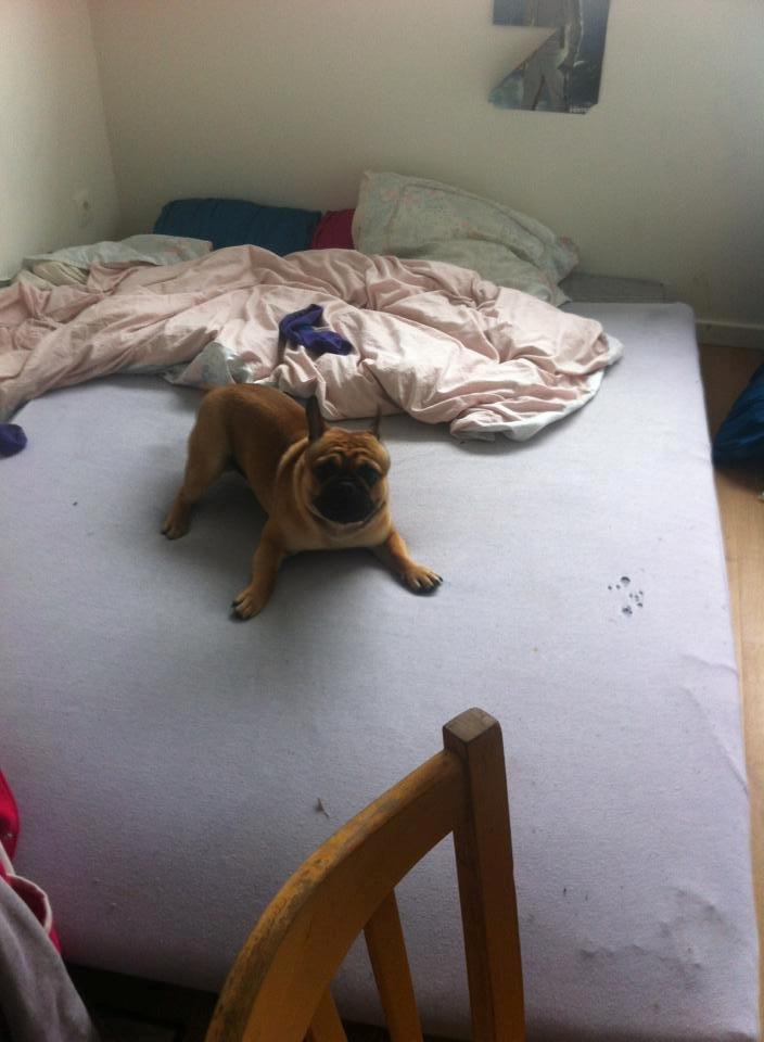 Mops Felix - 26-05-2013 billede 17