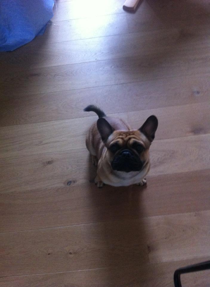 Mops Felix - 26-05-2013 billede 8