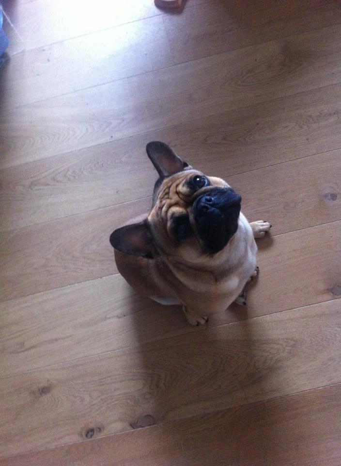 Mops Felix - 26-05-2013 billede 9